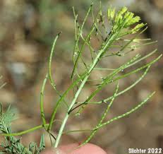 Image result for Cyphia brachyandra