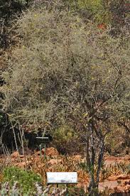 Image result for Rhigozum brevispinosum