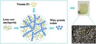 Why should you use serums. Stability And Bioavailability Of Vitamin D3 Encapsulated In Composite Gels Of Whey Protein Isolate And Lotus Root Amylopectin Sciencedirect