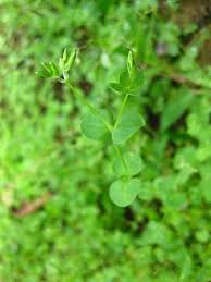 Image result for Drymaria