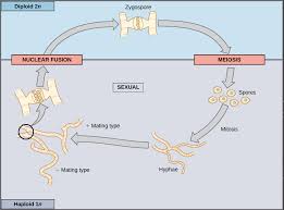 sexual life cycles article meiosis khan academy