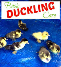Raising Ducks 101 How To Take Care Of Baby Ducklings Baby Chicks Raising