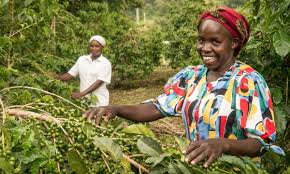 In yet another effort to recharge kenya's coffee sector, the country's agriculture ministry has unveiled a branding and direct for over 40 years, kenya nut has spread the exciting essence of wild africa into people's lives. Changing Gender Inequalities On Kenyan Coffee Farms Fairtrade Foundation