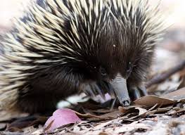 Pin On Animal Life Monotremata
