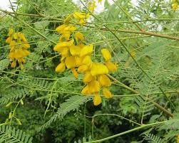 Image result for Sesbania sericea