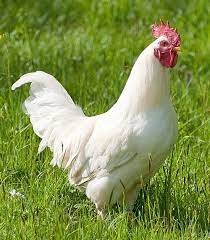Contents leghorn chicken egg laying tips for raising leghorn chickens just like the cartoon, the leghorn chicken is distinctive in its white body and red wattle. White Leghorns Chickens For Sale Myers Poultry