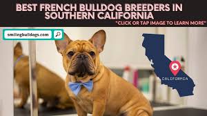 I am introducing myself in this video to show you the. 5 Best French Bulldog Breeders In Southern California 2021 Smiling Bulldogs