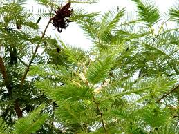 Image result for Acacia polyacantha