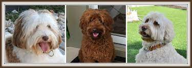 The f1bb labradoodle (87.5% poodle and 12.5% golden retriever) is a cross between a f1b labradoodle (75% poodle, 25% labrador retriever) and a 100% poodle or 100% labrador retriever. Fleece Coat Wavy Curly Straight Wool Size Chocolate Red Cream Grooming Mini Medium Standard Seaspray True Blue Australian Labradoodles