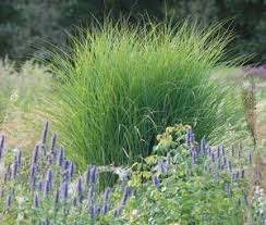 Miscanthus Von A Bis Z Hier Stellen Wir Ihnen Unser Gesamtes Miscanthus Sortiment Von A Bis Z In Alphabetischen Auflistung Vor In 2020 Gras Pflanzen Garten