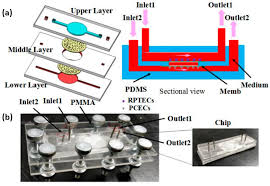 Ijms Free Full Text Fabrication And Applications Of Microfluidic Devices A Review