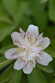 Anemone Nemorosa Bowles Purple Unusual Flowers Showy Flowers Anemone Flower