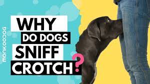 Why do Dogs Sniff your Private Parts or your Crotch? Discover the reason  WHY? || Monkoodog - YouTube