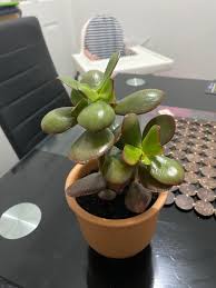 Image result for Crassula vaginata