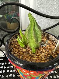 Image result for Paropsia