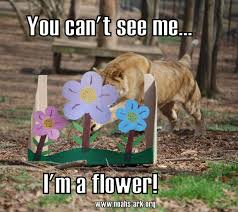 You Can T See Me I M A Flower Has Spring Sprung For You Yet Spring Lion Noahsark Flower Enrichment Lol Meme Noahs Ark Animals Food Animals Animals