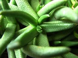 Image result for Hereroa