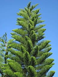 Image result for Arauk rie Araucaria
