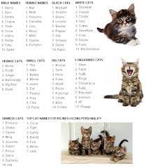 Cat Names Boy Cat Names Girl Cat Names Kitten Names