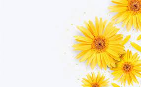 Spring Season Yellow Gerbera Flower On Free Photo Freepik Freephoto Background Banner Brochure Flower Gerbera Flower White Background Gerbera