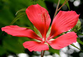 Hibiscus Coccineus Red Hibiscus Scarlet Rose Mallow Texas Hibiscus North Carolina Extension Gardener Plant Toolbox