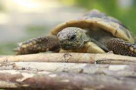 Sie sind mit hoher temperatur inkubiert. Landschildkroten Tierheim Berlin