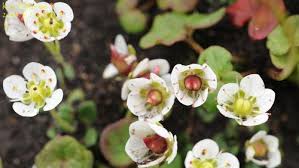 Image result for Micrargeria