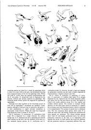 Image result for Disperis kilimanjarica