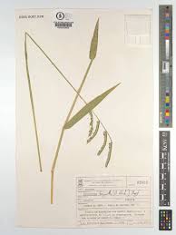 Image result for Urochloa brizantha