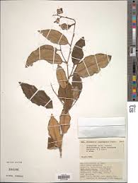 Image result for Diospyros consolatae