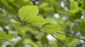 Green Leaves Of A Tree Blowing By The Wind In The Summer Time 1808606 Stock Video At Vecteezy