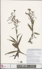 Image result for Habenaria tweedieae
