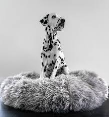 Hunter betts, kim betts, helen betts, kim b hunter. Haustierbett Hunter Kunstfellbezug Hundebett Katzenbett Hundekissen Katzenkissen Ebay