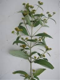 Image result for Flaveria bidentis