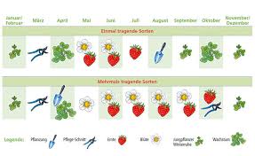 Erdbeeren im rohr vertikal oder horizontal pflanzen? Erdbeeren Pflege Pflanzen Dungen Und Schneiden Mein Schoner Garten