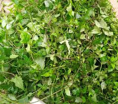 Image result for Solanecio