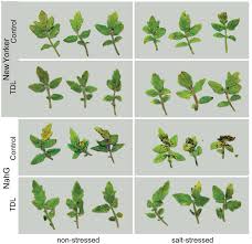 Image result for tomato seedling pseudomonas syringae pv tomato symptoms