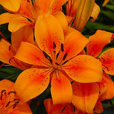 Perennial flowers for sun wisconsin. Perennial Flowers Bloom Guide Costa Farms