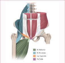 Posted on january 20, 2015 by admin. Four Musculoskeletal Structures Where Athletic Groin Pain May Occur Download Scientific Diagram
