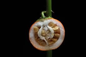 Image result for Solanum capsicoides