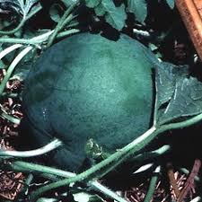 Image result for Citrullus lanatus