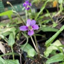 Image result for Violaceae