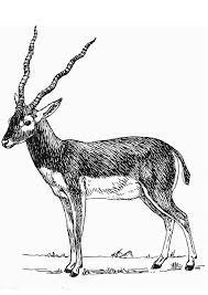 Coloriage Antilope Coloriages Gratuits A Imprimer Dessin 13204