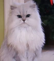 Chat Les Plus Belles Races Du Monde Chat Persan Jolis Chats Chat Persan Chinchilla