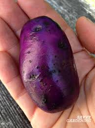 When are potatoes are ready to harvest? When To Harvest Potatoes In Garden Beds And Containers