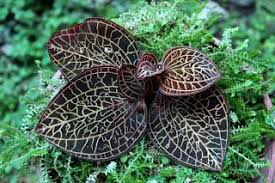 Anoectochilus Reinwardtii Jewel Orchid Beautiful Orchids Orchid Flower