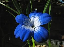 Image result for Tecophilaeaceae