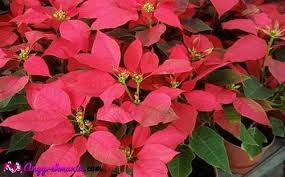 Check spelling or type a new query. 12 Tanaman Hias Daun Merah Indoor Dan Outdoor Cocok Untuk Koleksi Anggrekmania