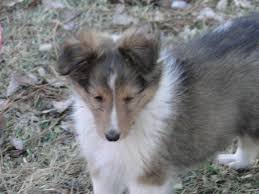 She was born and raised in my home with kids and other dogs. Sheltie Pups Akc For Sale In Macon Georgia Classified Americanlisted Com