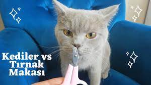kediler vs tirnak makasi kedi cats tirnak